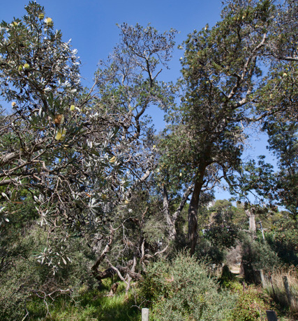 McCrae Banksia